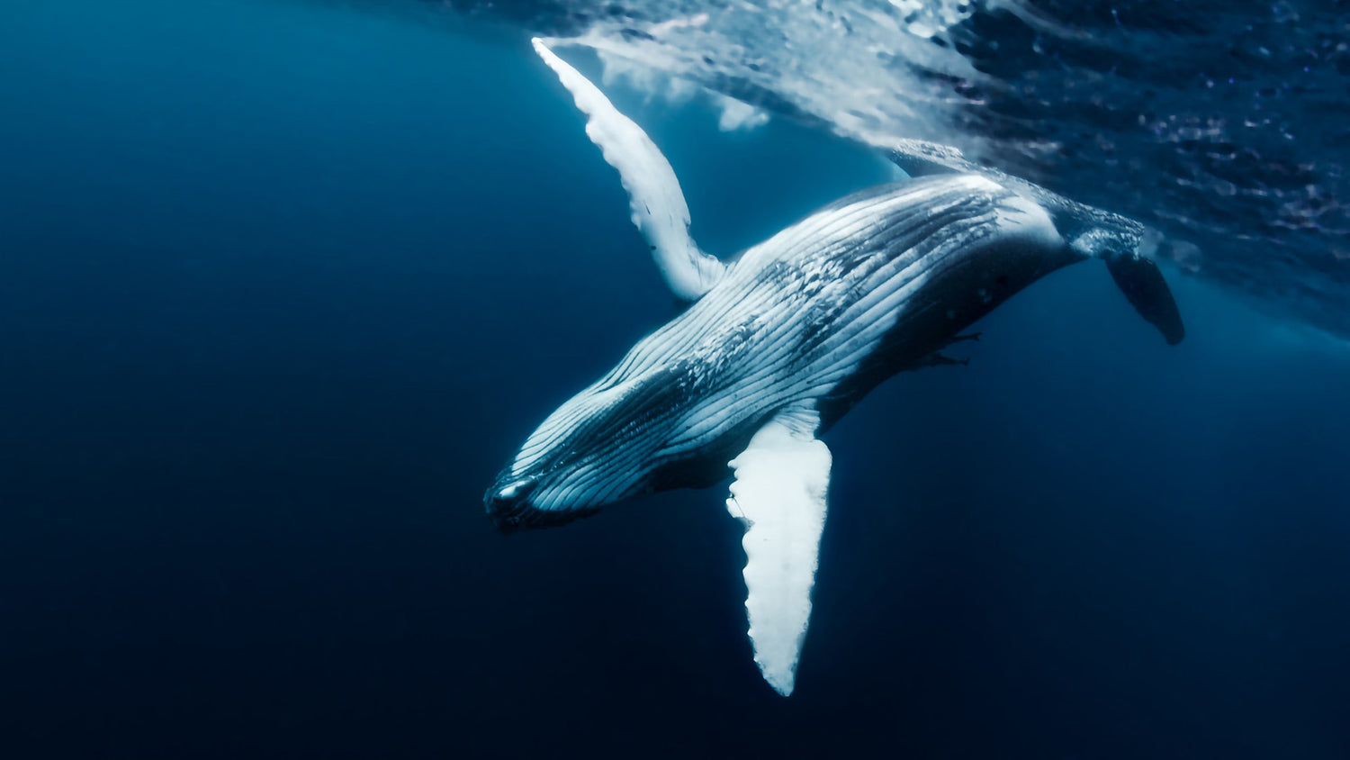 Humpback whale swimming gracefully underwater – symbol of marine conservation and Whalecup eco mission