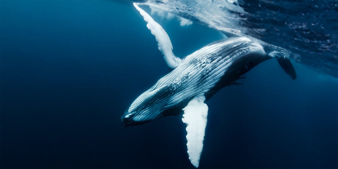 Lucy the Whale and Where is She Now?