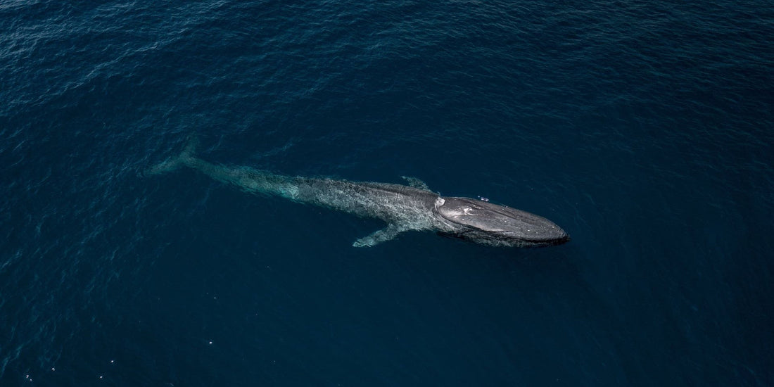 Why Are Whales Important for Ocean Health?